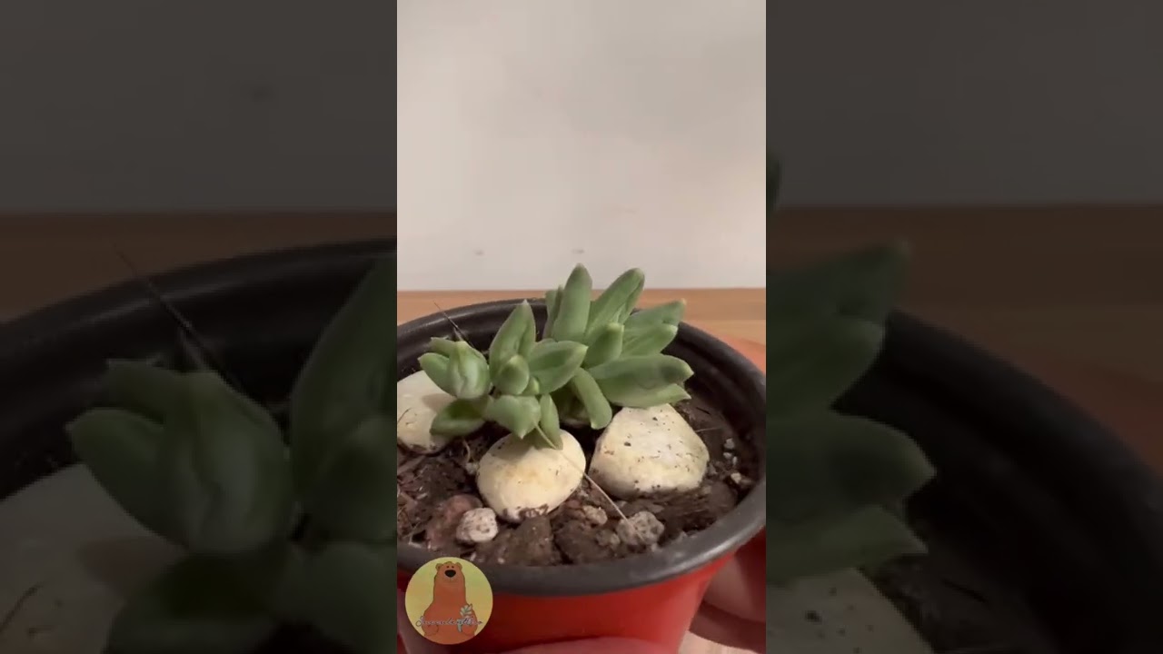 Pachyphytum Compactum sus hojas parecieran de cristal #Shorts #Short #Suculentas #Suculenta