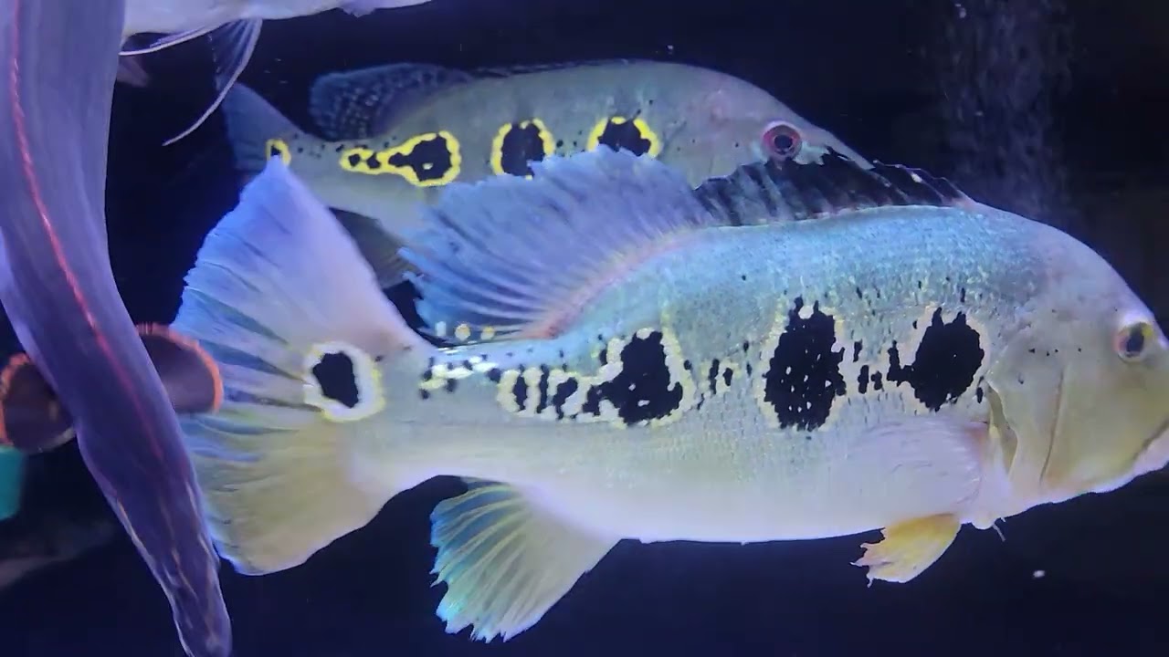 Orinoco Bass 