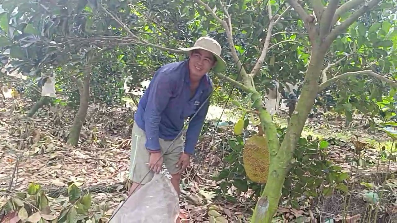 Cắt mít Indo giá bắp bênh quá 