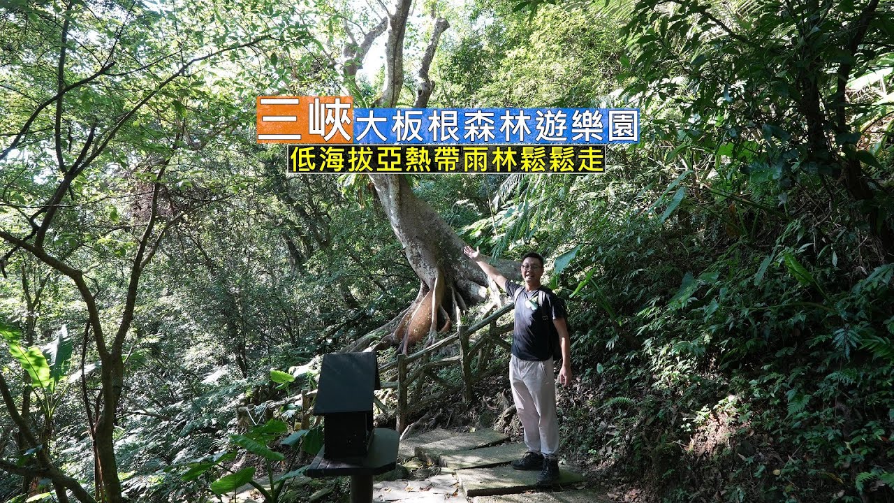 三峽大板根森林遊樂園不用住一晚也可以享受亞熱帶雨林步道，不用到高山也可以擁有森林浴的懷抱