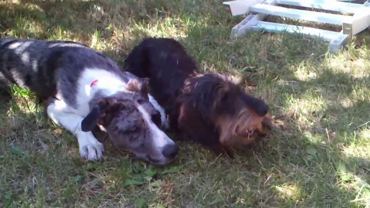 Teckel à poil dur nain défend son os