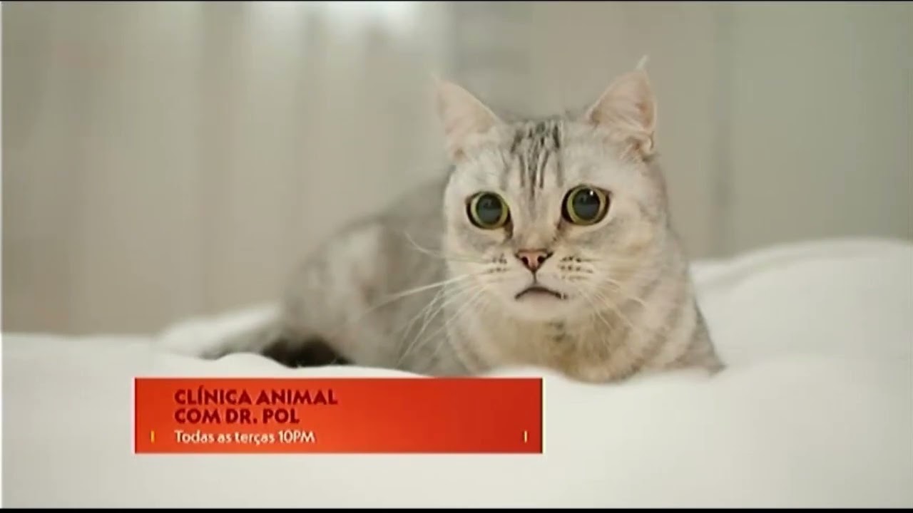 Nat Geo Wild Latinoamérica • Compilado Gráfico (2018 - 2022)