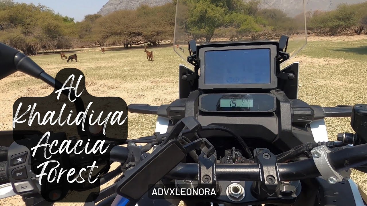 Al Khalidiya Acacia Forest Moto Adventure