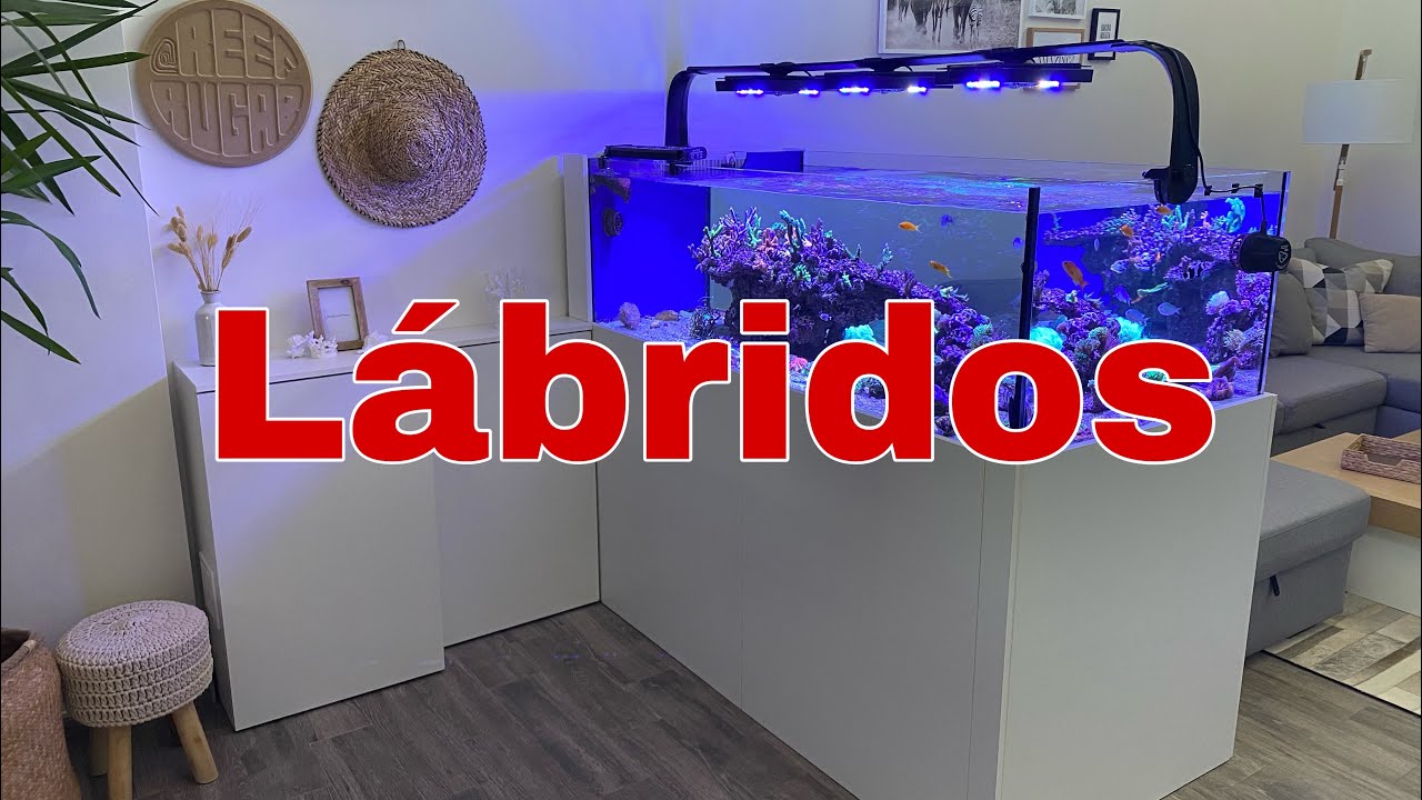 Lábridos