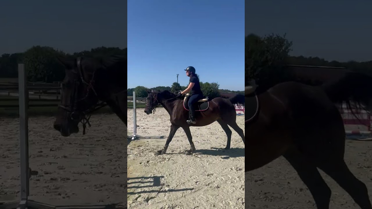 Cheval à vendre - Hongre 8ans  - equirodi.com