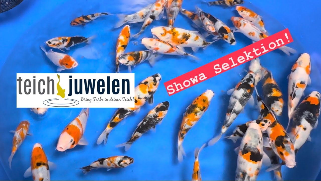 Showa Selektion bei Teichjuwelen! Ich wünsche euch einen guten Rutsch und ein frohes neues Jahr 🎆😊