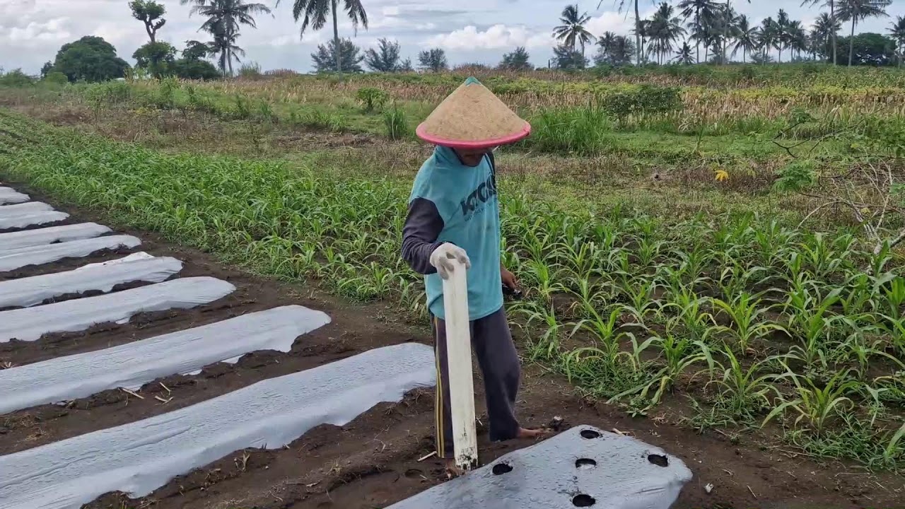INNOVATIVE FARMER HACK: PUNCHING HOLES IN MULCH PLASTIC WITH A CREATIVE TOOL - Agriculture Farming