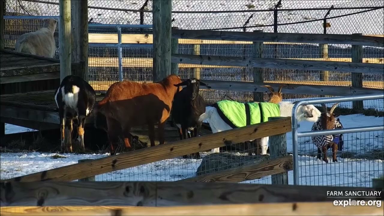 Farm Sanctuary Sheep Pasture Sun Goats 182026 explore.org