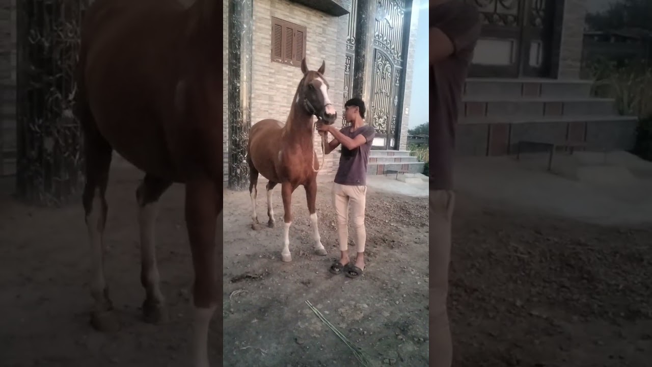 خيل الشيخ محمد رخا مهره جامعه جديد والجر من اعلى مستوى عشر اربعه والفرحه كامله 01093322202
