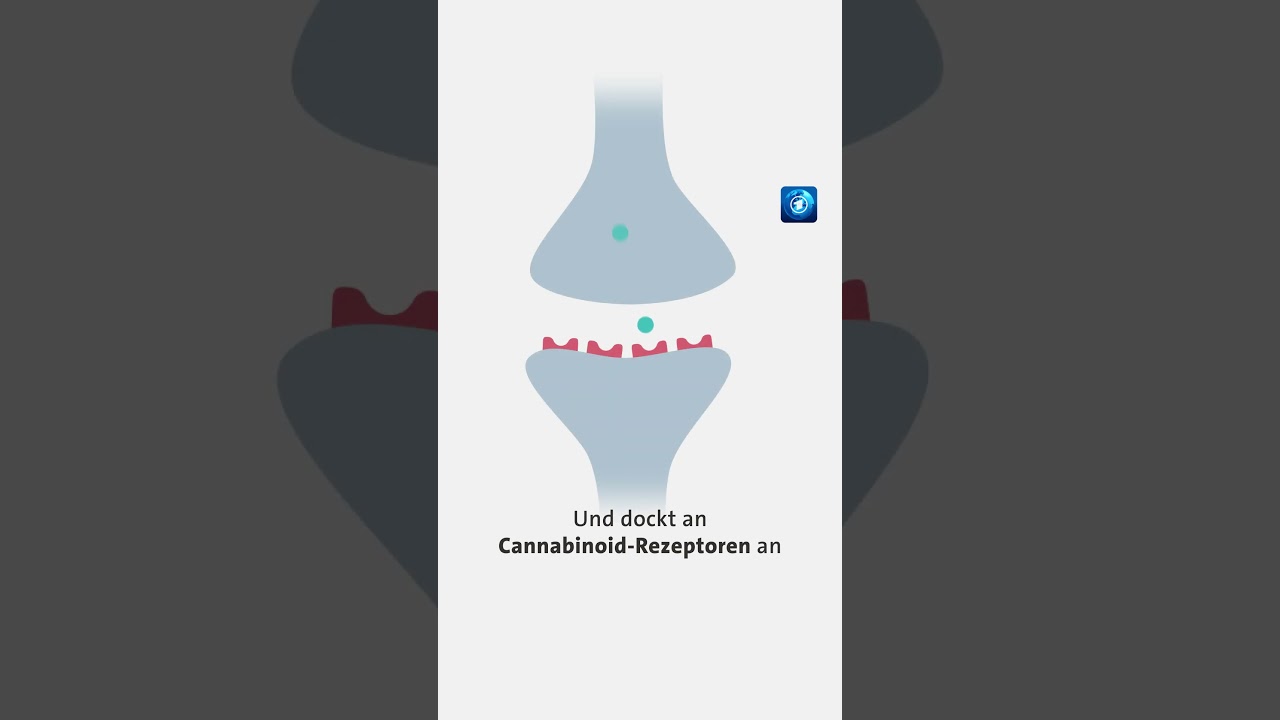 Das macht Cannabis im K&ouml;rper #tagesschau #cannabis