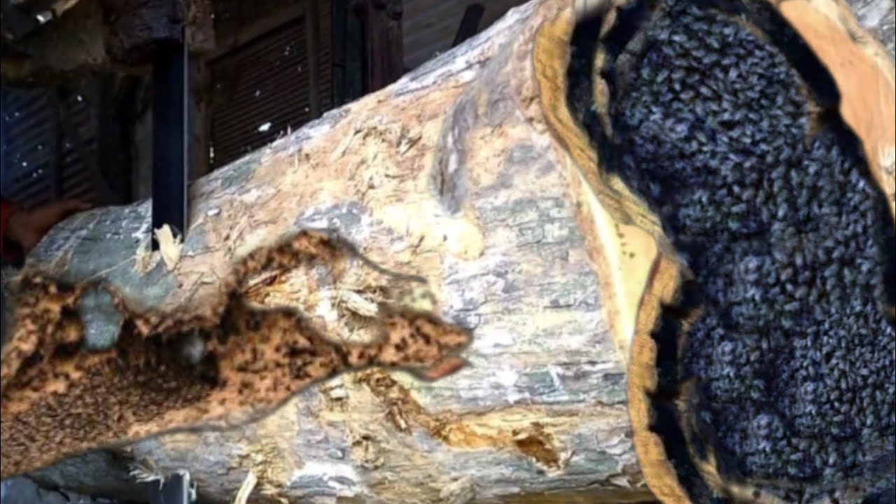 The Toxic Wood That Nearly Killed Sawmill Woodcutters
