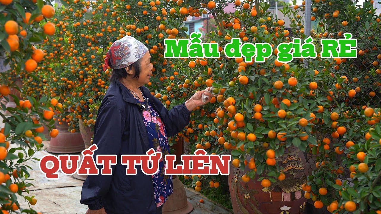 QUẤT TẾT 2026 - NHIỀU MẪU ĐẸP GIÁ RẺ TẠI NHÀ VƯỜN TỨ LIÊN