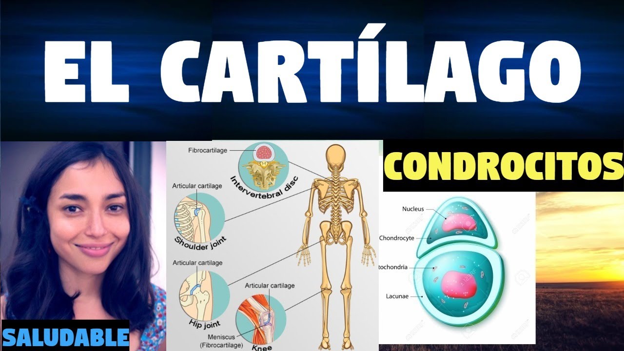 ¿QUÉ ES EL CARTÍLAGO? | CLASIFICACIÓN Y FUNCIONES | CARACTERISTICAS