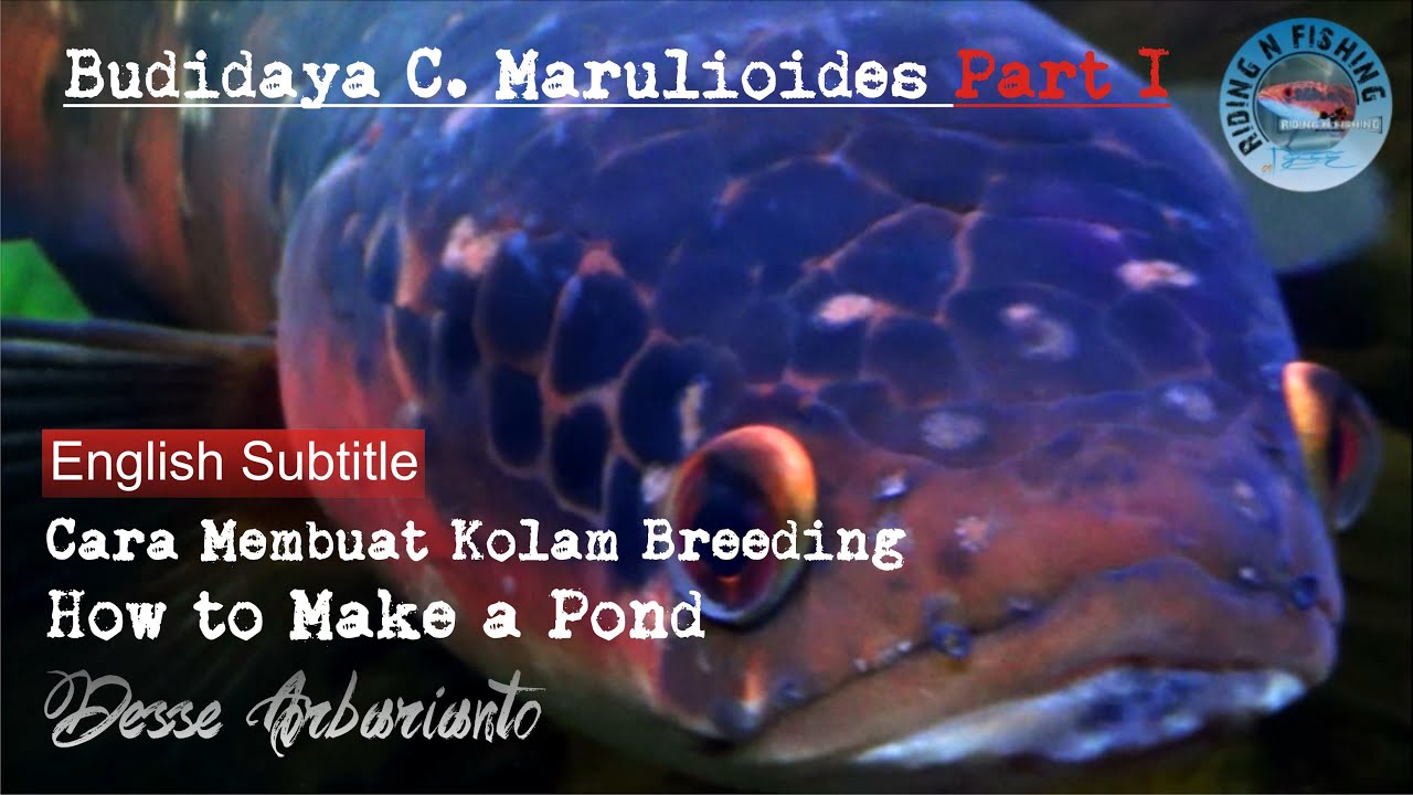Channa Marulioides - Budidaya C. Marulioides Part I (Pembuatan Kolam), Breeding (Making a Pond)
