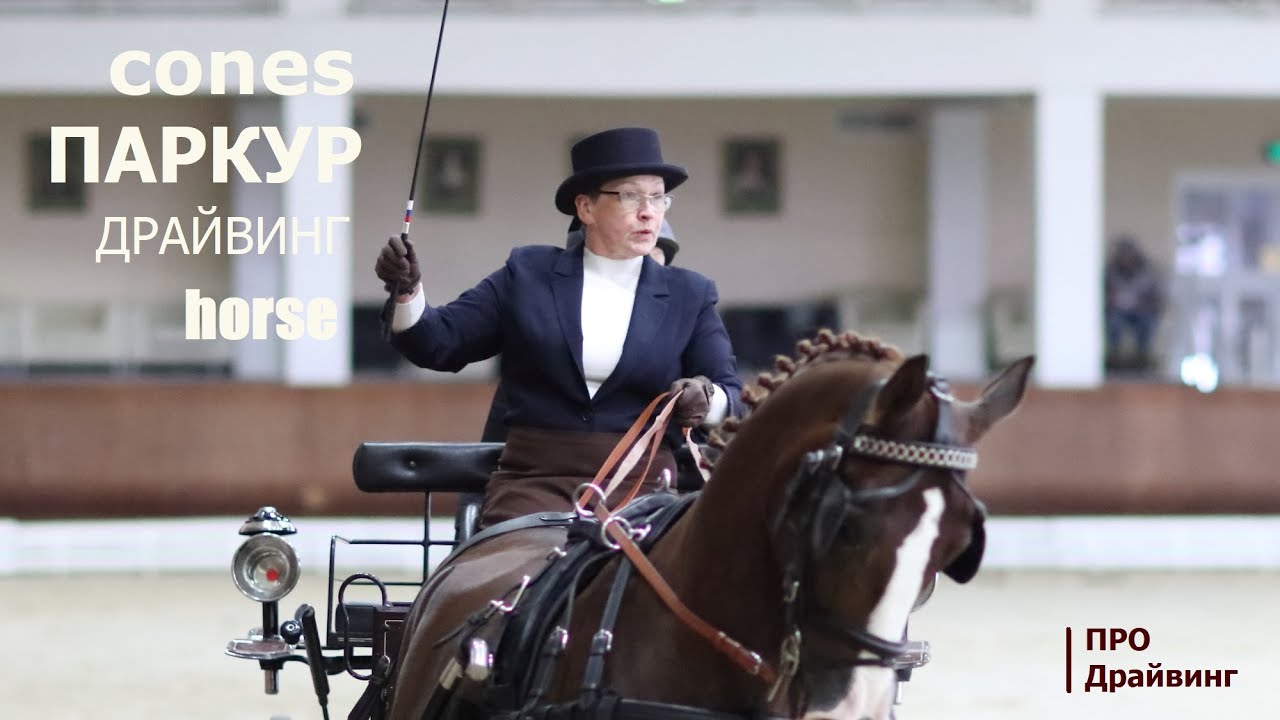 Паркур. Конный драйвинг. Экипаж Подгорной (Cones Driving single horse)