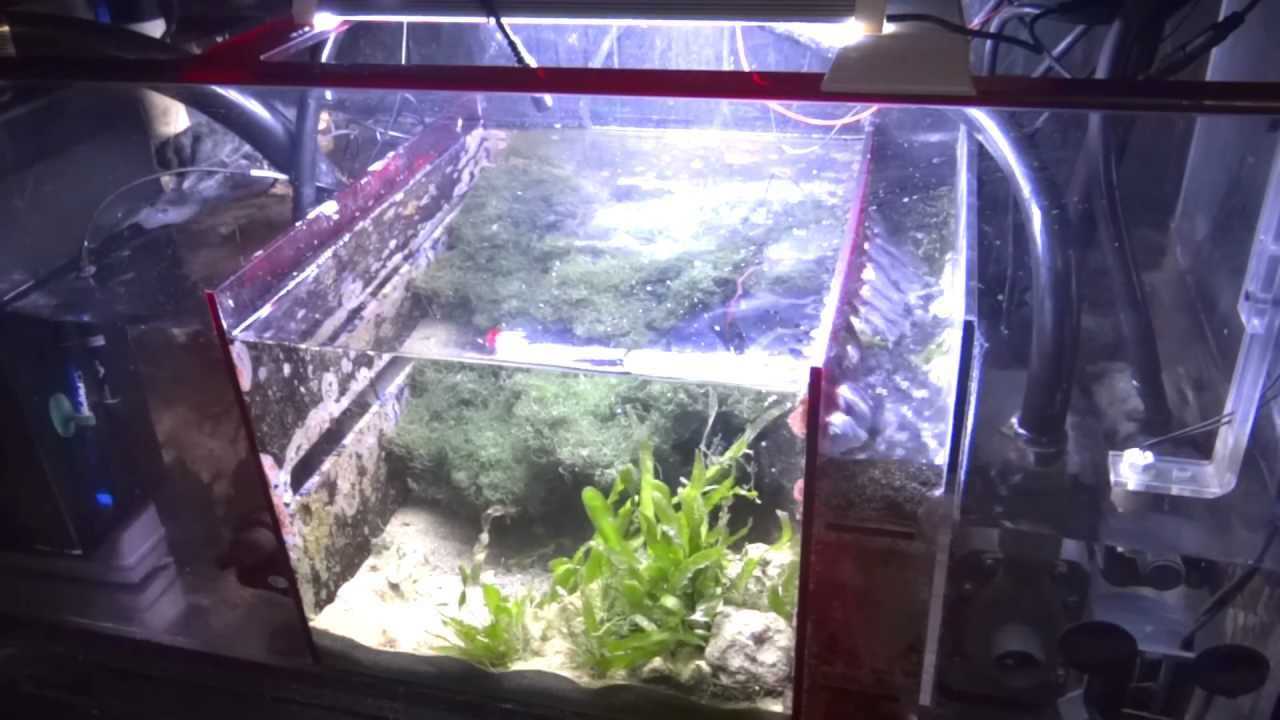 How To Setup A Sump Refugium