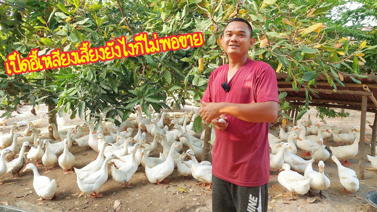 เลี้ยงเป็ดอี้เหลียง!!กินได้ทั้งไข่และเนื้อตลาดมีไม่อั้นจนทำไม่ทัน