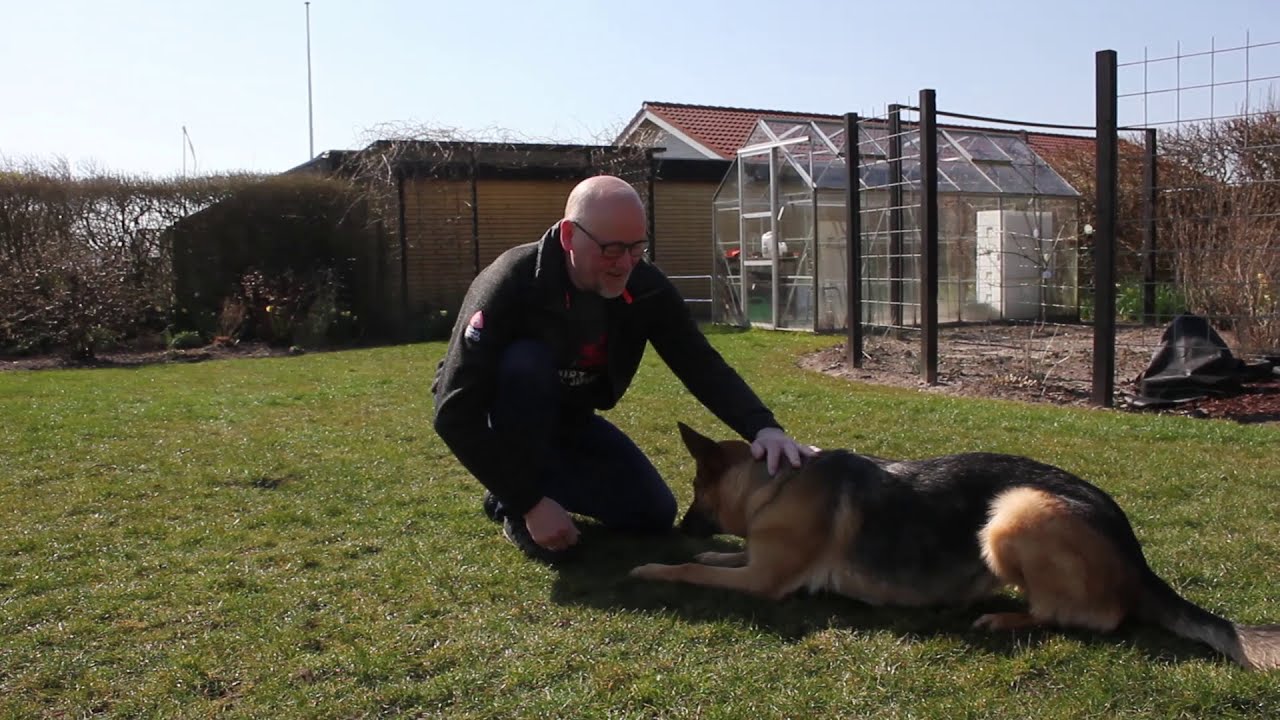 Lær hunden at rulle rundt - TRIN 1
