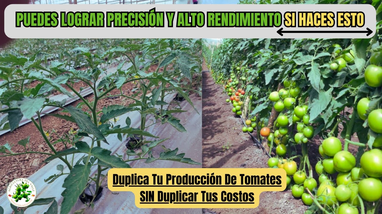 La Nueva Agricultura De Precisión es ¡Revolucionaria y simple en Cultivos De Tomates!