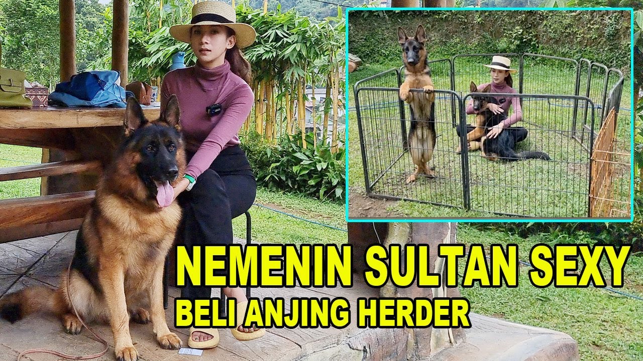 SULTAN SEXY BELI ANJING HERDER - NINA SULAEMAN