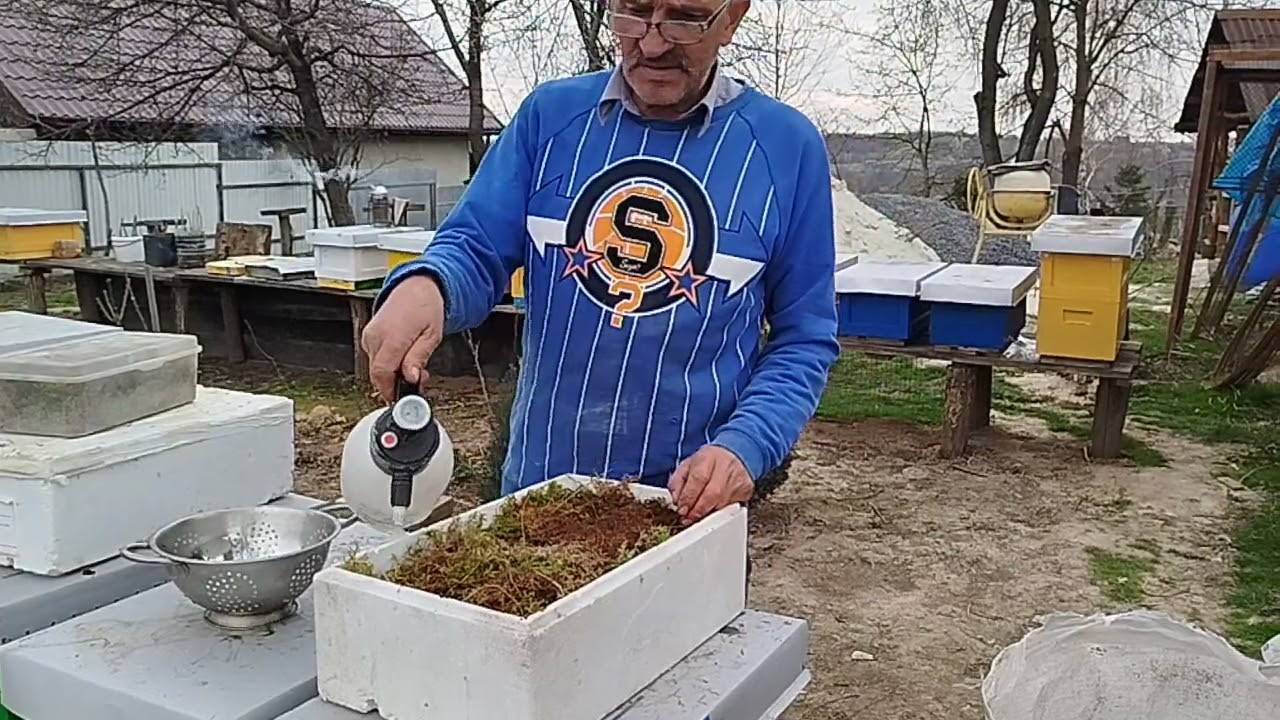 Пророщуєм насіння вірджинської хурми. Перші прививки.