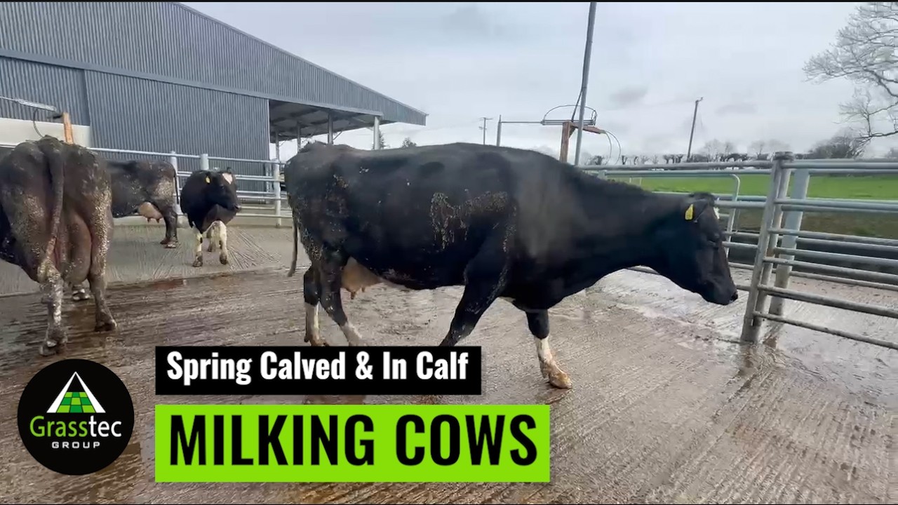 Spring Calved Plus In Calf Milking Cows - Grasstec