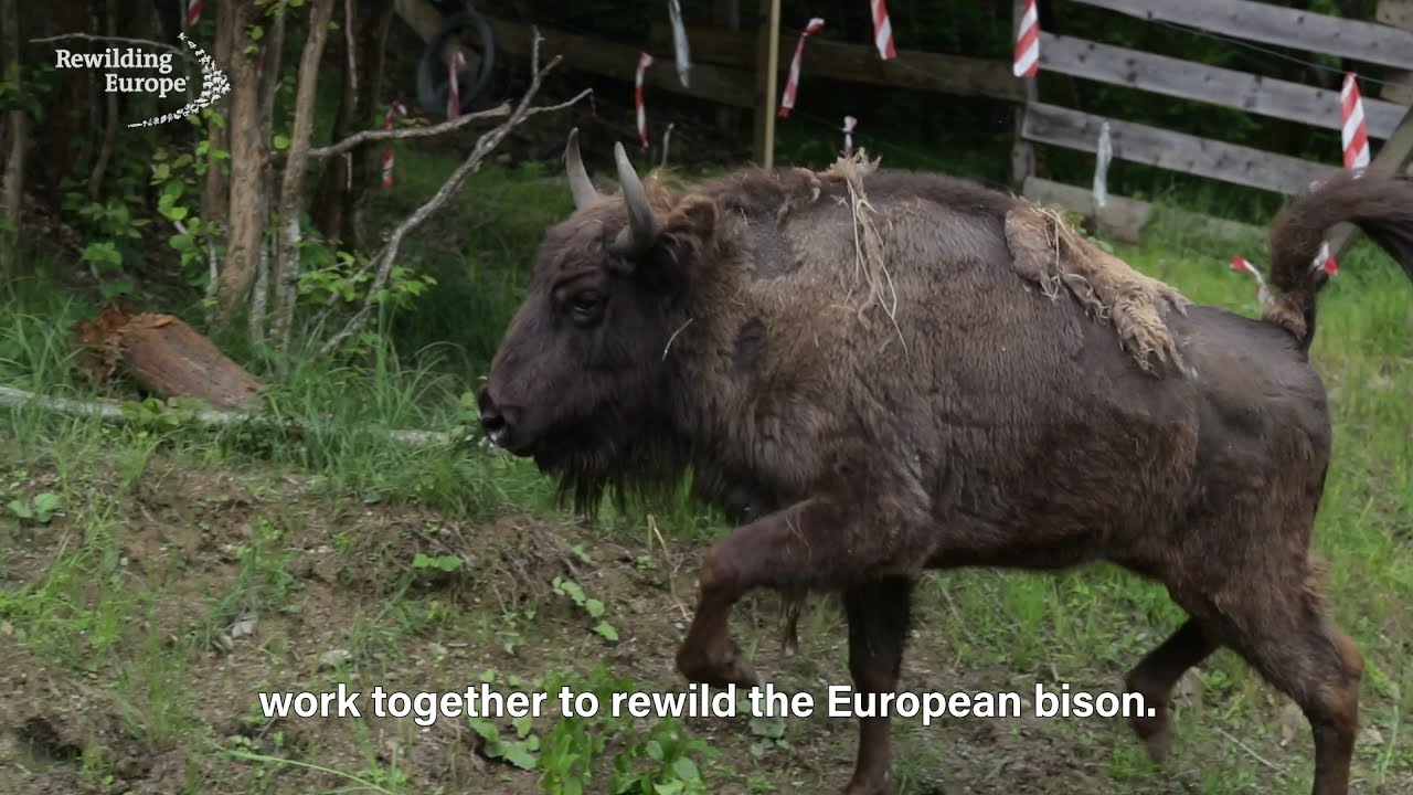 Our Europen rewilding teams celebrating 10 years Rewilding Europe