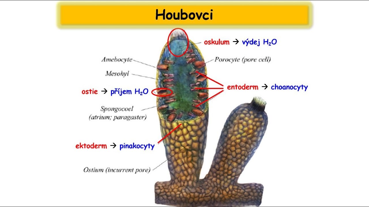 Houbovci = vodn&iacute; houby (Porifera) a vločkovci (Placozoa)