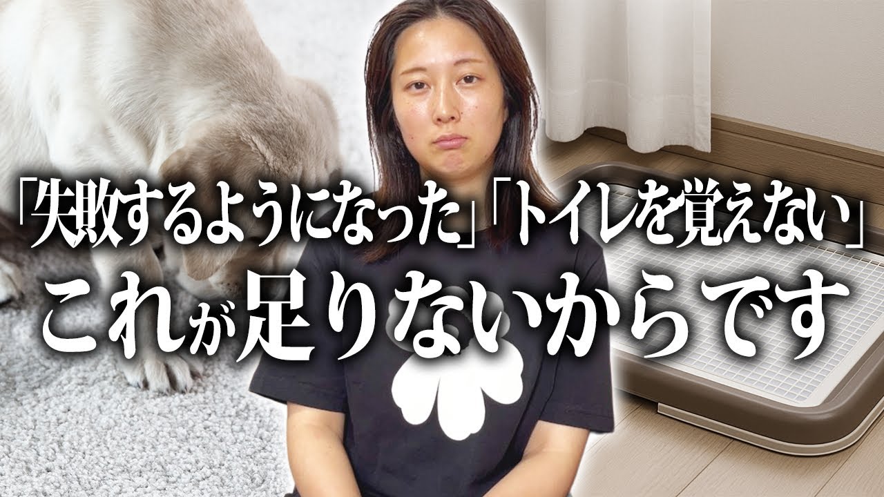 「そりゃ失敗する。」トイレが成功しないのはあるものが足りないから！今すぐ“誘導”を教えて