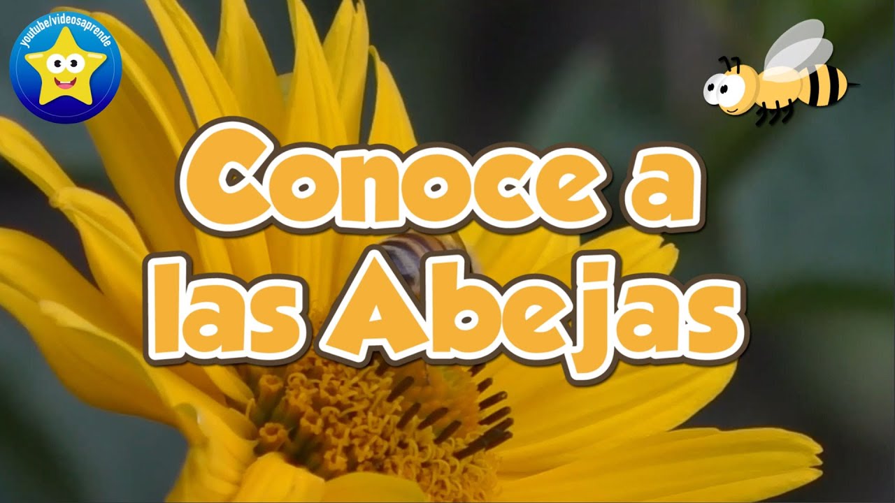 Conoce a las abejas - Videos Aprende 🐝