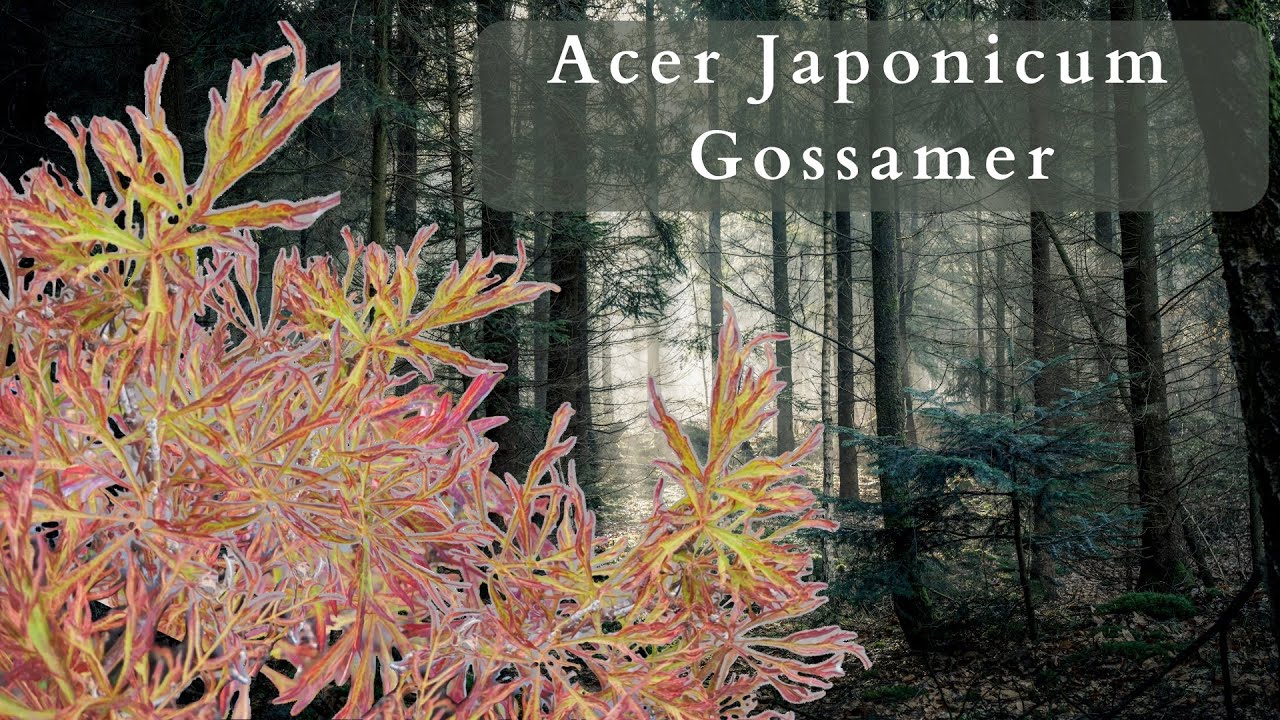 Acer Japonicum Gossamer: [YOUR NEXT MUST-HAVE JAPANESE MAPLE]