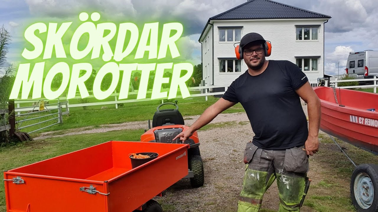 Skördar morötter med hjälp av Husqvarna rider