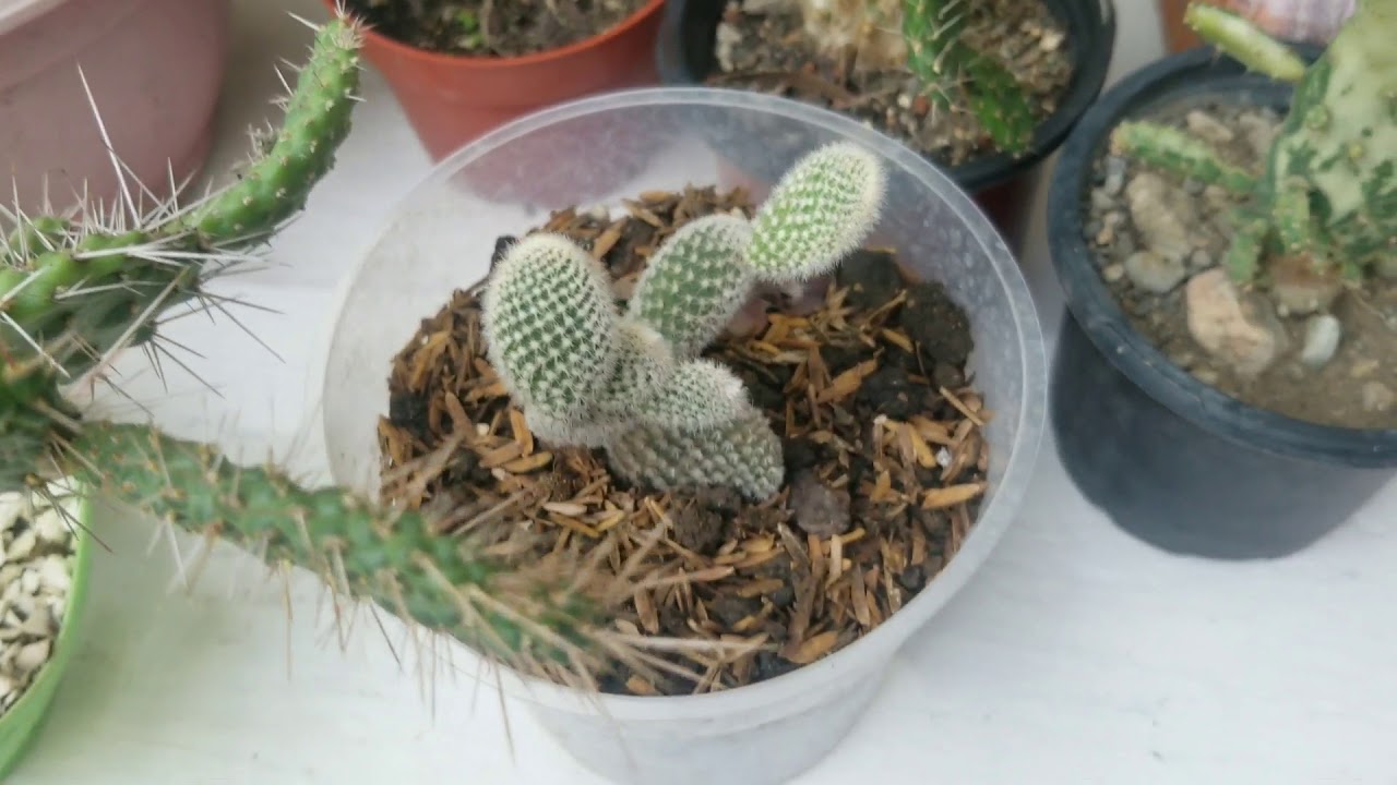 MI COLECCION DE OPUNTIAS /NOMBRES +CUIDADOS