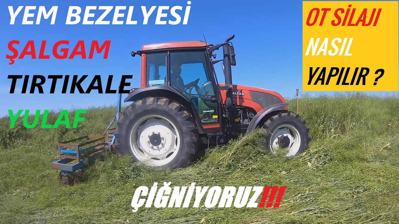 OT SİLAJI NASIL YAPILIR??|| Silaj Öncesi Yapılan İşler || Çiğneme Ekibi İş Başında