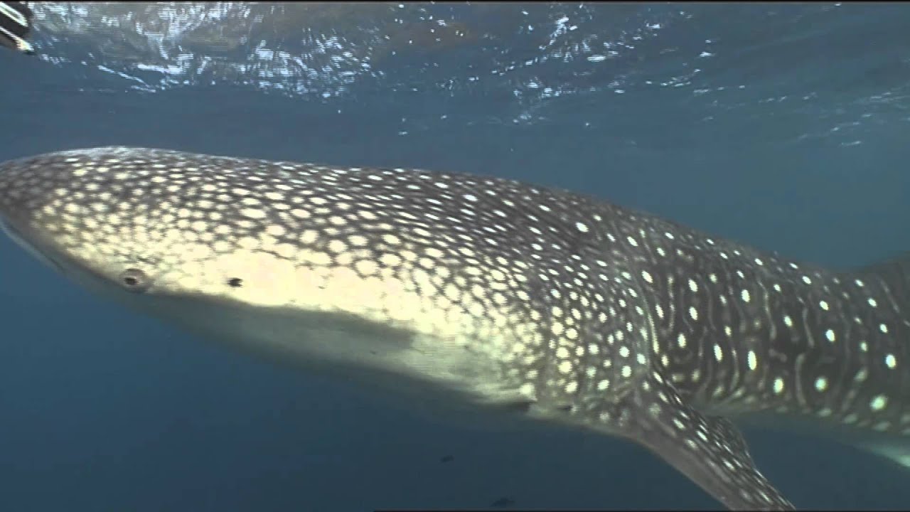 Le requin baleine