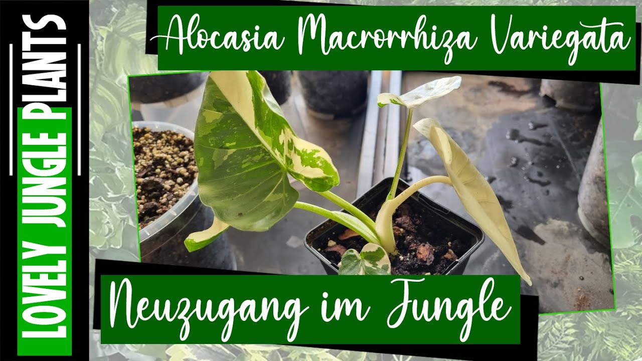Alocasia Macrorrhiza Variegata Neuzugang - Syngonium und Philodendron umgetopft. #monstera
