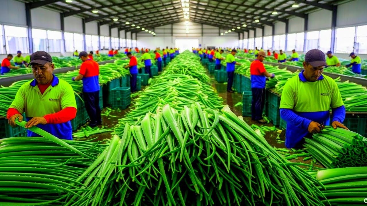 How Aloe Vera Gel Is Produced on a Massive Industrial Scale | Full Manufacturing Process