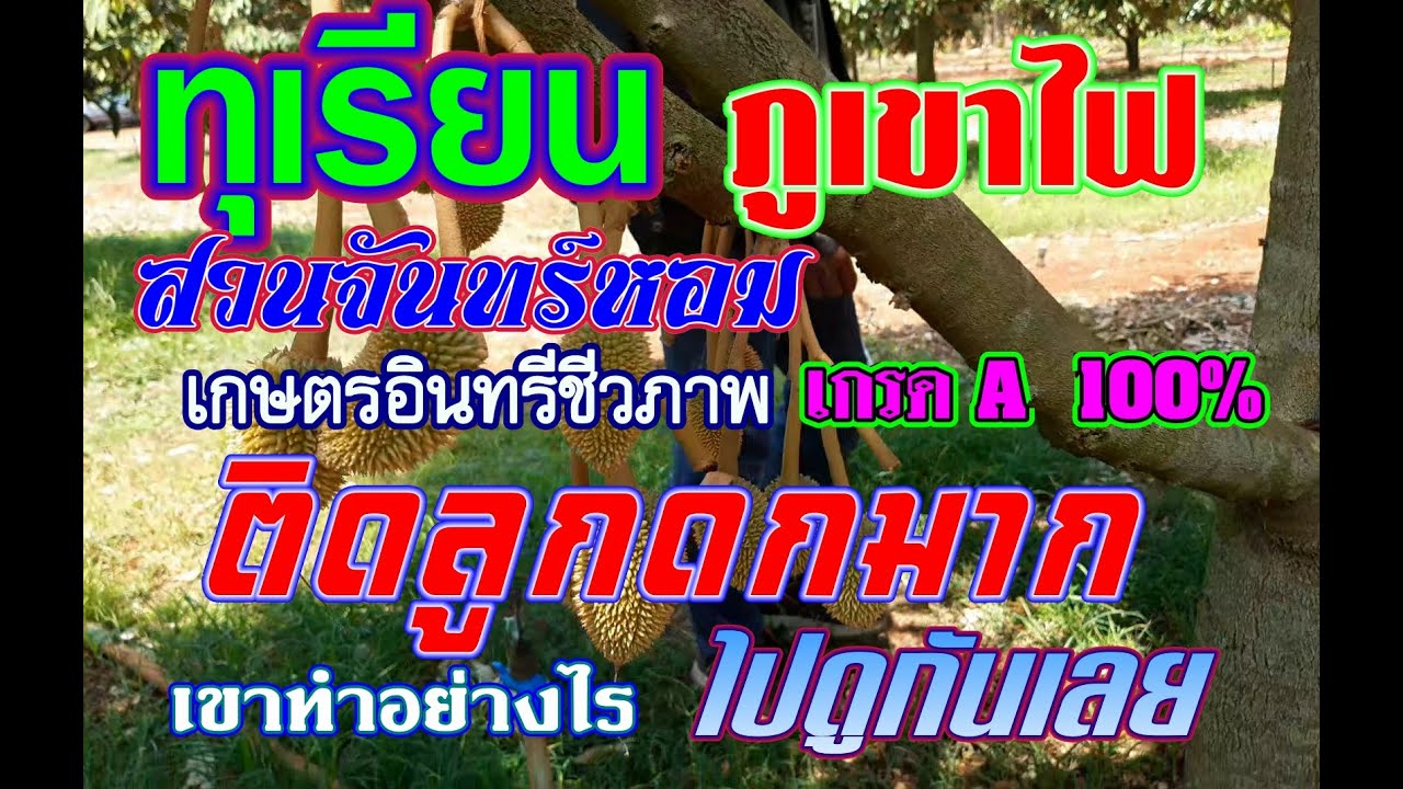 ทุเรียนภูเขาไฟ สวนจันทร์หอม ติดลูกดกมาก เขาปลูกอย่างไร ไปดู