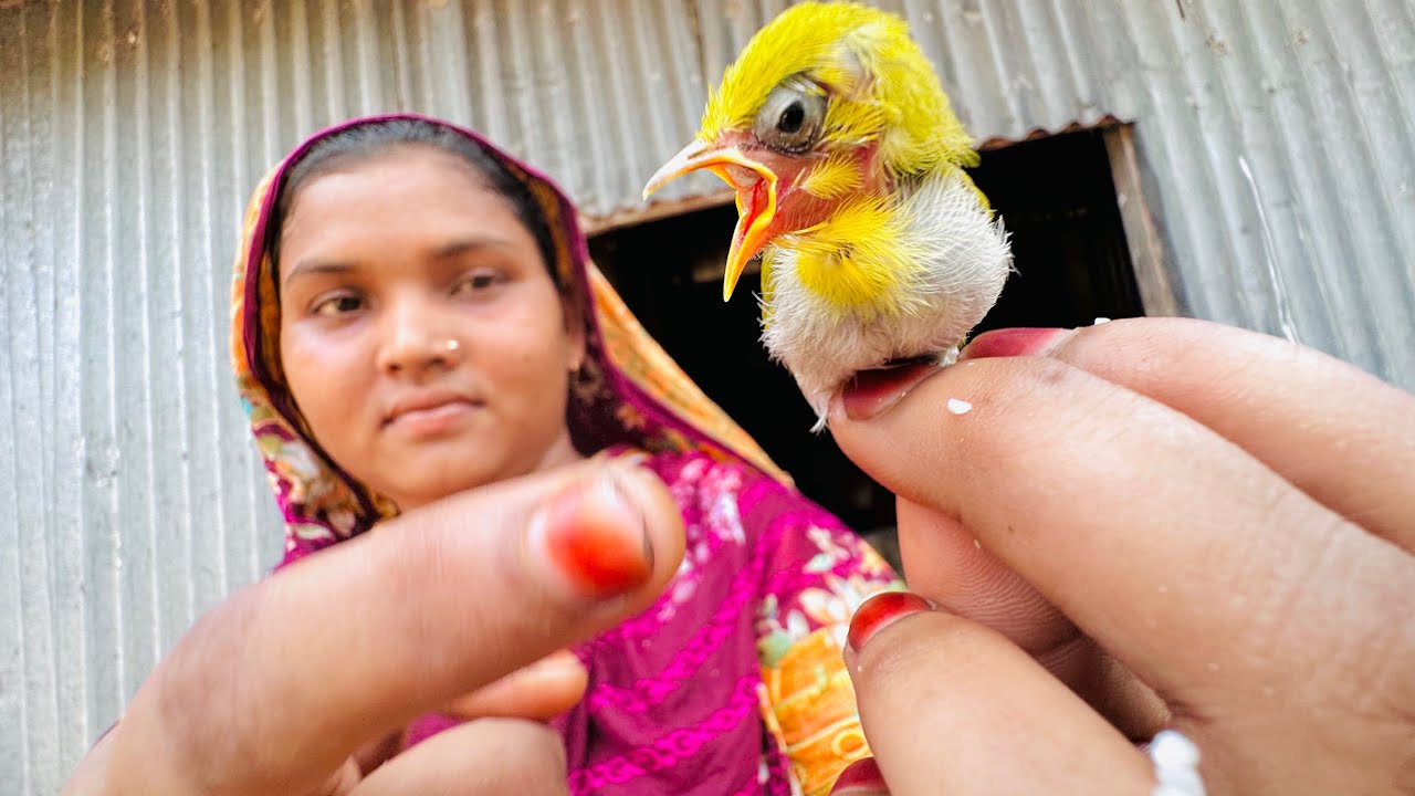 ছোট্ট পাখি টুনটুনি দেখুন ঝাল কত | Bird story - Bd life