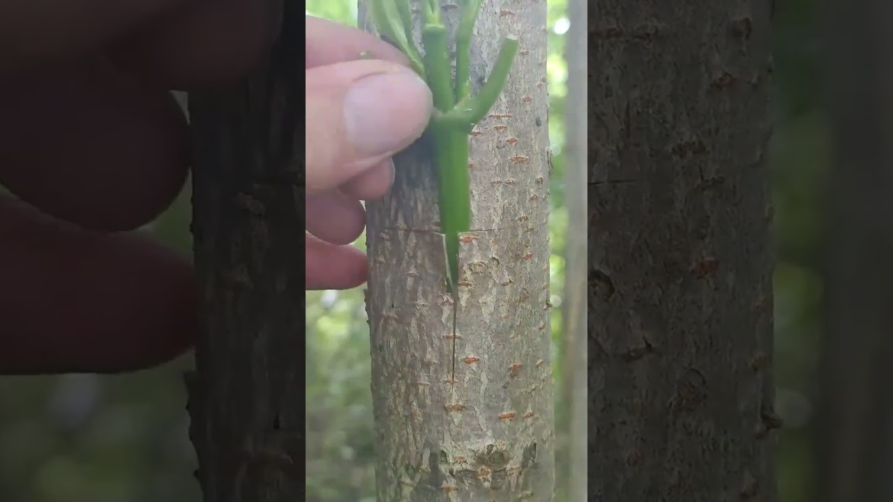 part59 #fruittreegrafting #bud grafting technology The branches grafted on fruit trees usually
