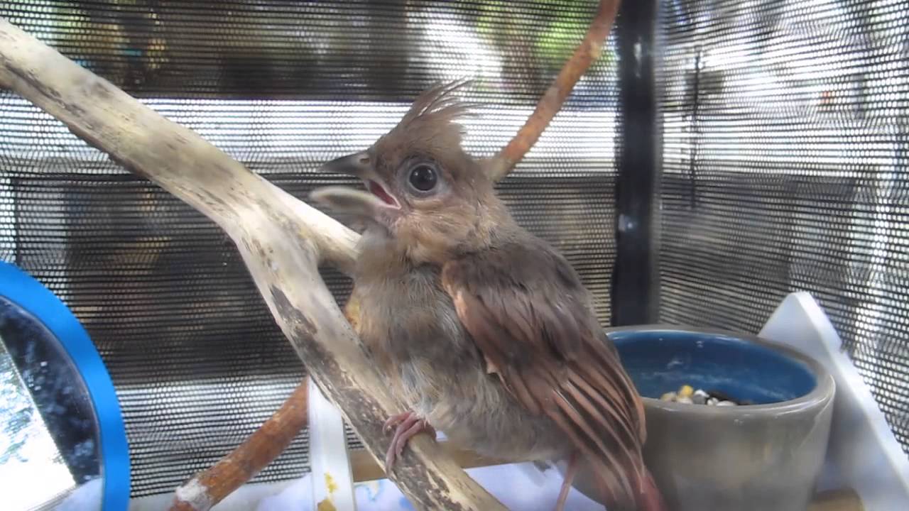 Baby Cardinal