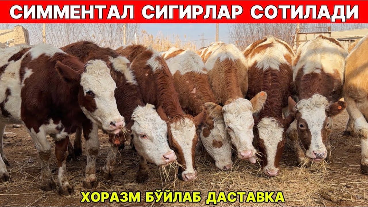 ФЕРМАДАН СИММЕНТАЛ СИГИРЛАР СОТИЛАДИ МАНЗИЛ ХАЗОРАСПДА !!! ХОРАЗМ БОЗОР 