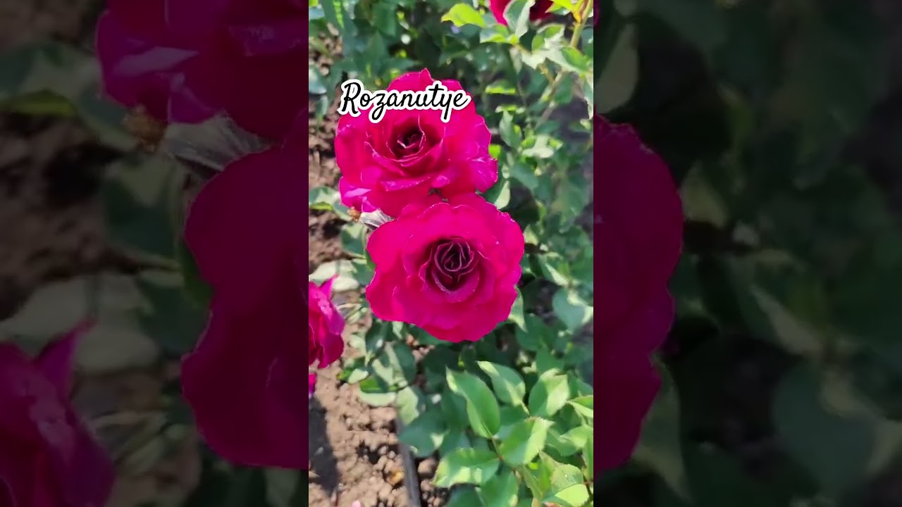 Обзор на 🌹 Somme 2016 Massad Франция 🇫🇷2016 на Rozanutye.ru #саженцы #розы #цветы #питомник