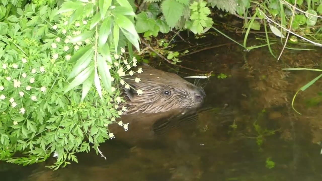 Canterbury City beavers. Watching trusting beavers, is so special. Beavers UK.