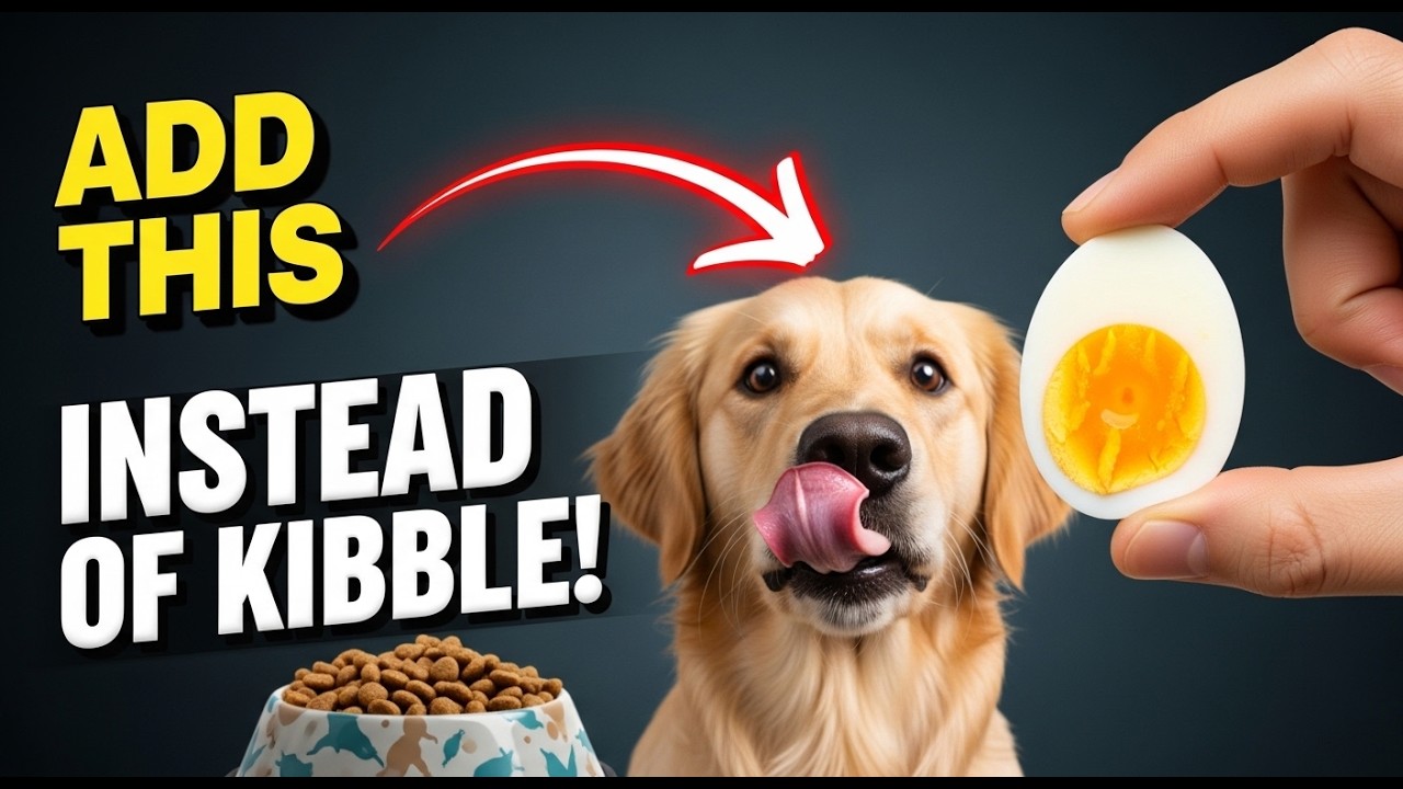 $2 Kitchen Foods That Are Better Than $100 Dog Food (Vets Don’t Tell You)