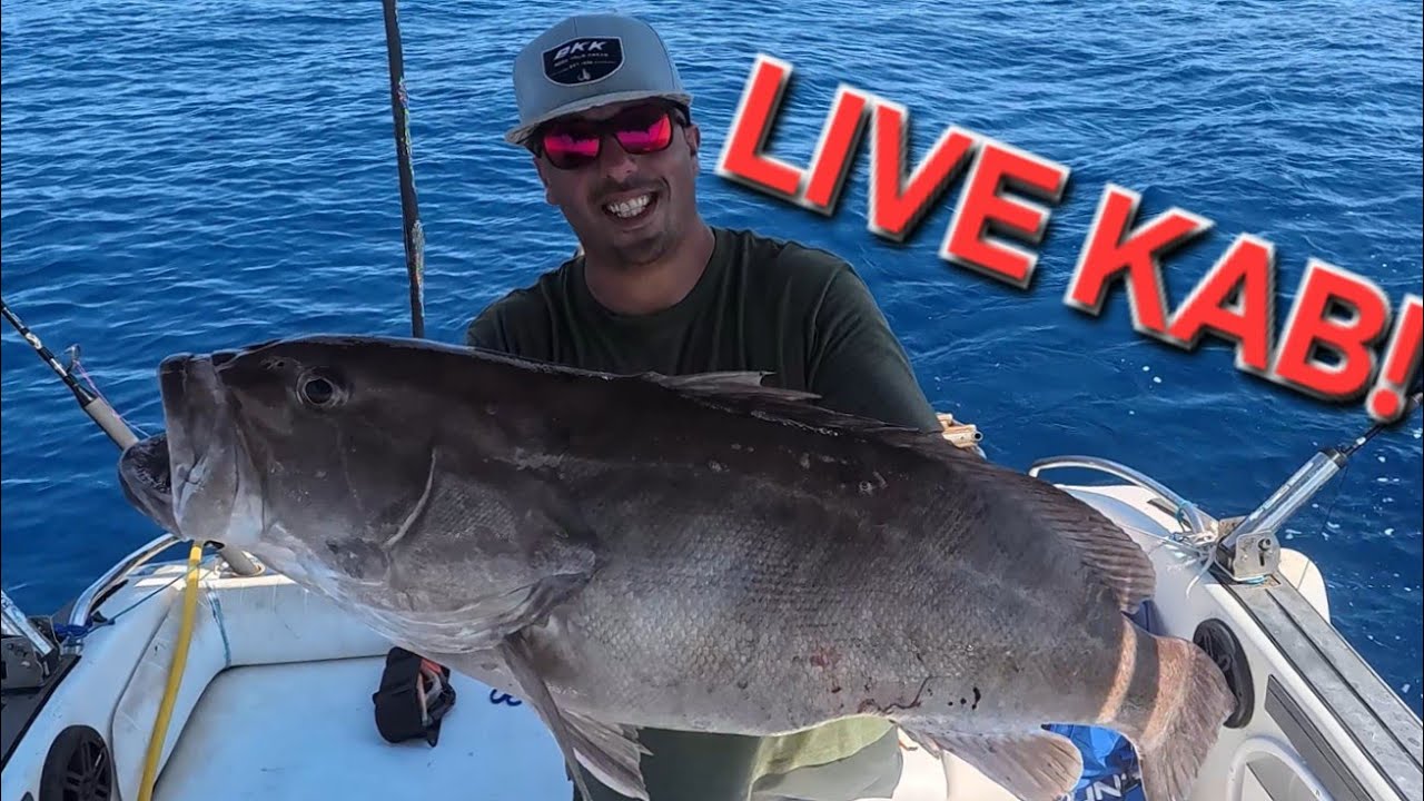 Una GROSSA CERNIA a LIVE KAB!