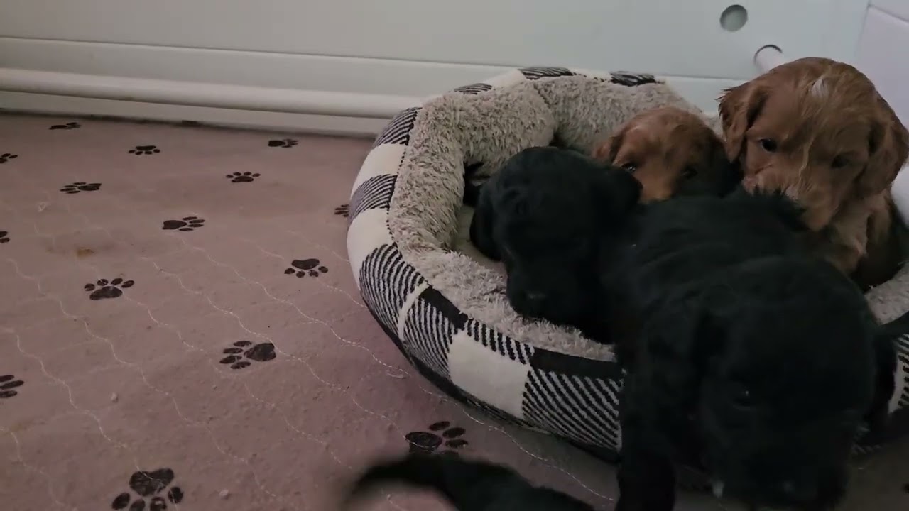 4 week old micro-mini Goldendoodle puppies 