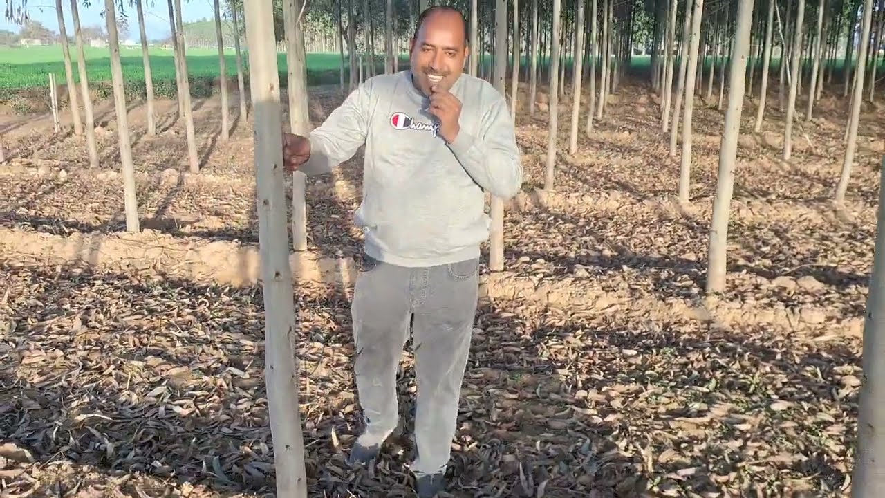हवलदार साहब ने बताया सफेदा की खेती से कैसे कमाएं लाखों रूपए।P23 Safeda Ki Kheti Se Kaise Kamae Lakho