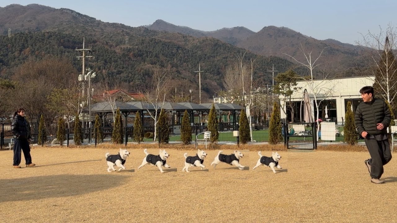 막구와캠핑ㅣ가평아워포레스트ㅣ애견동반캠핑