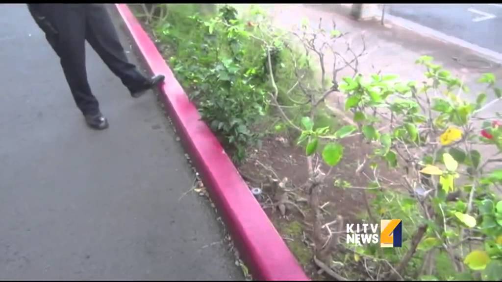 Man finds snake in downtown Honolulu